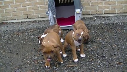 57ème vidéo de la 16ème portée staffie de Staffordland