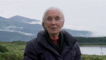 Grizzly - Interview Jane Goodall VO