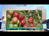23/05/14 Marine test pour vous : comment bien planter les tomates ?