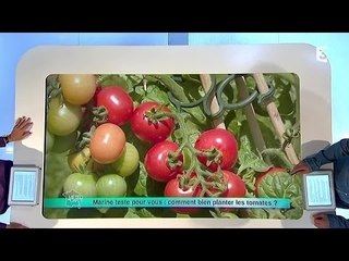 23/05/14 Marine test pour vous : comment bien planter les tomates ?