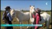 Grandeur nature : les chevaux camarguais - 25 septembre 2013