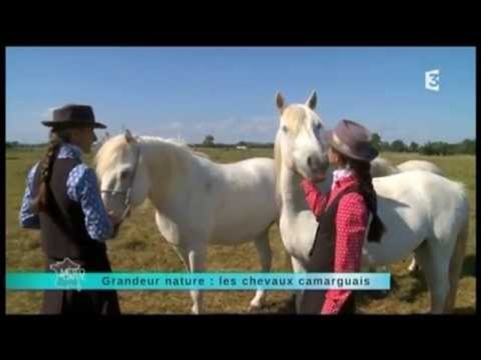 Grandeur nature : les chevaux camarguais - 25 septembre 2013