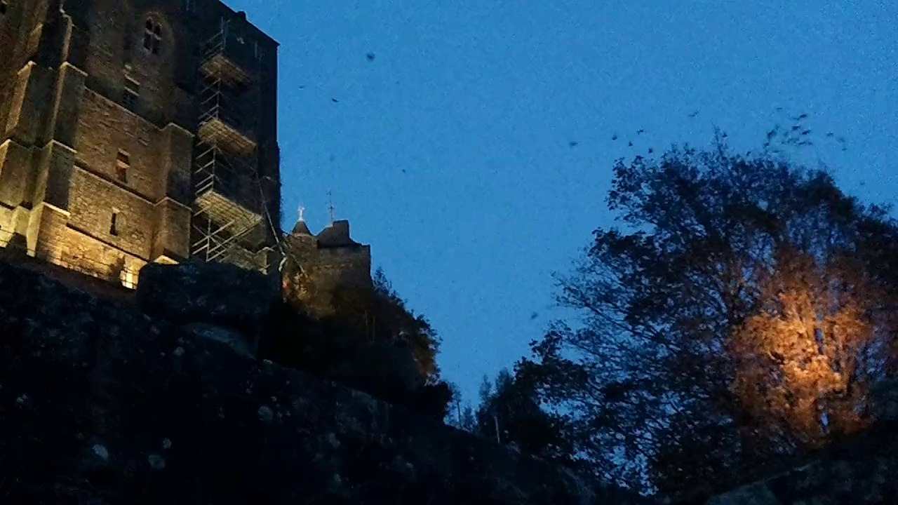 Ballet,concert des oiseaux du Mont st Michel...