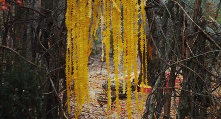 The Odd Life Of Timothy Green - Official Trailer [HD]