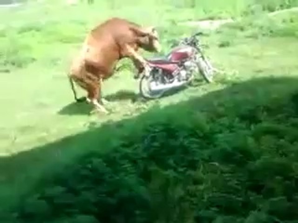 sapi gila