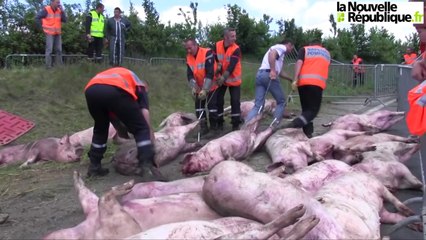 Des dizaines de cochons tués dans un accident près de Niort