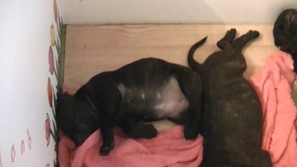 60ème vidéo de la 15ème portée staffie de Staffordland