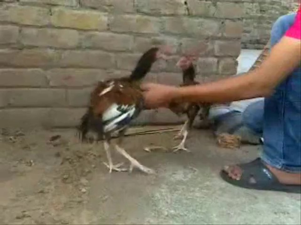 SHEROO vs PATHAA