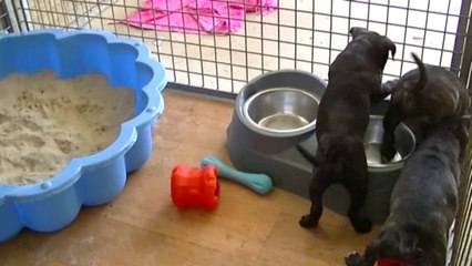 62ème vidéo de la 15ème portée staffie de Staffordland