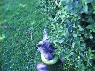 Jaudy s'habitue au ballon jaune