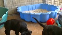 63ème vidéo de la 15ème portée staffie de Staffordland