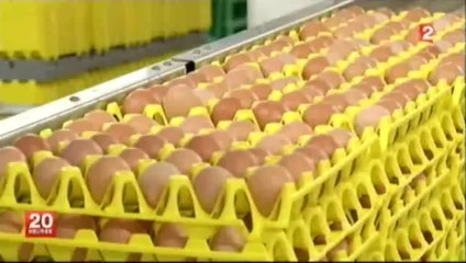 France 2   poules pondeuses en batterie - nouvelle réglementation