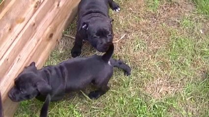 57ème vidéo de la 15ème portée staffie de Staffordland