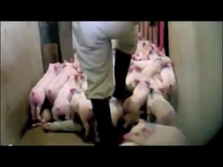 Gestation Des Truies, Les Portes De L'Enfer