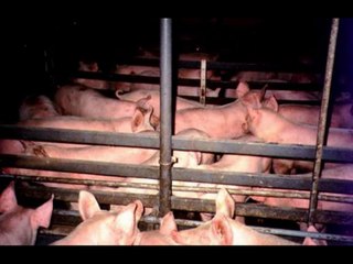 La Viande et la Santé Humaine