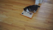 Excellent Favorite Square Sisal Pad with Fur Mouse Toy Cat Scratcher