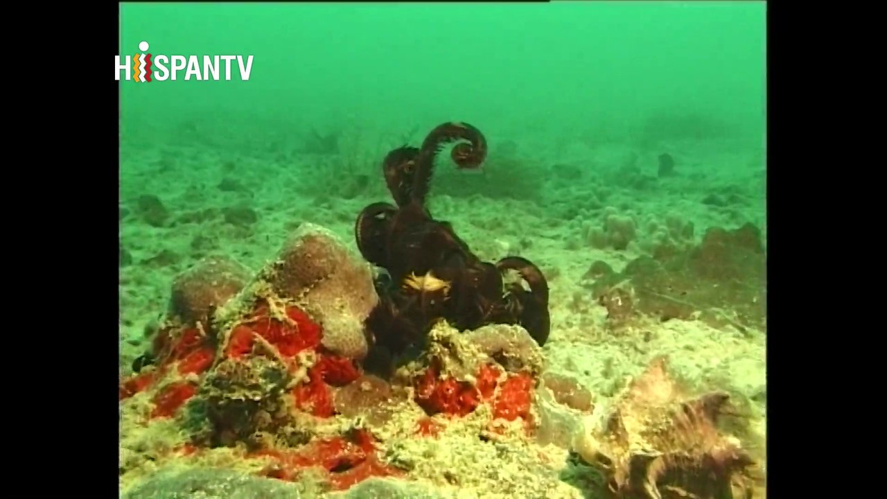 La vida marina del Golfo Pérsico - Parte 1