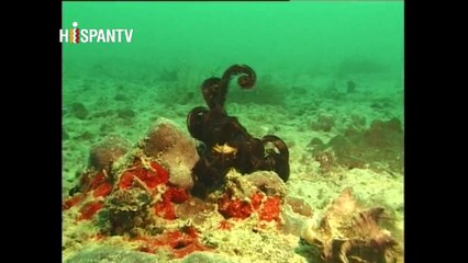 La vida marina del Golfo Pérsico - Parte 1