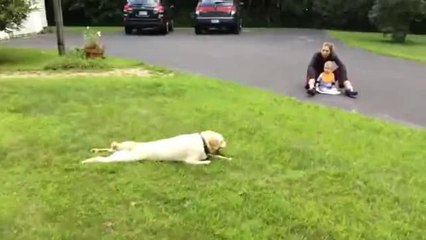 This Dog Has An Interesting Way Of Stopping