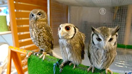 В Токио работает «совиное» кафе