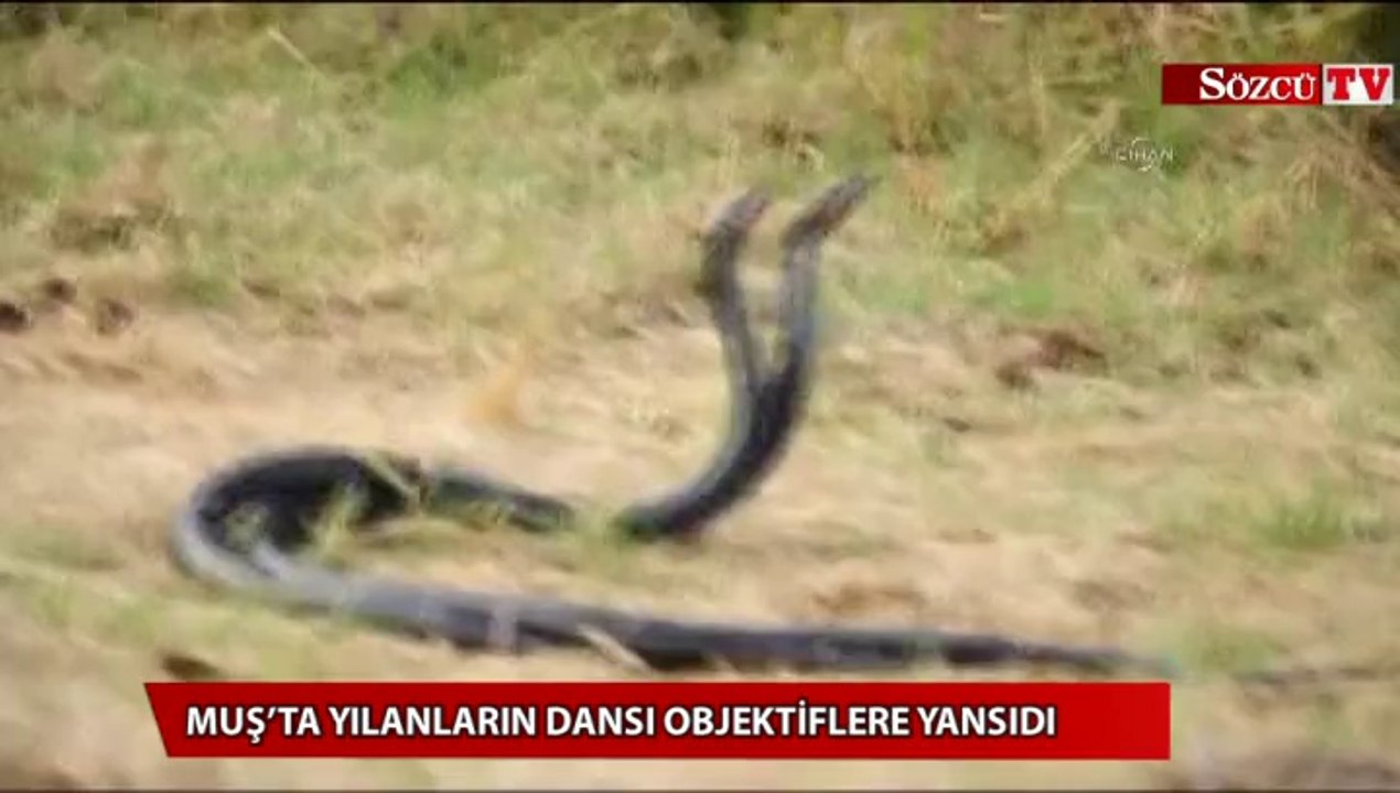 Muş’ta yılanların dansı objektiflere yansıdı
