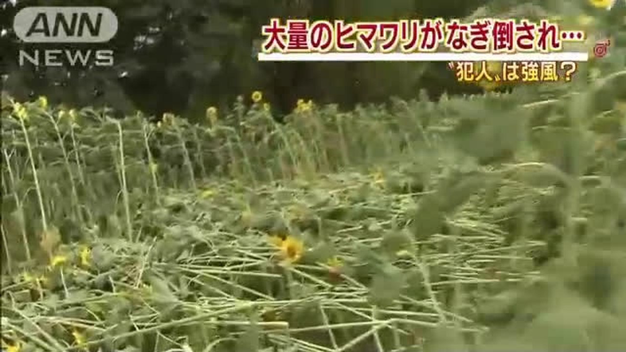 足跡は無し　誰が？　大量のヒマワリが折れていた謎