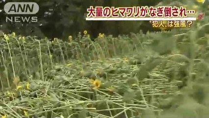 足跡は無し　誰が？　大量のヒマワリが折れていた謎