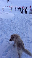 Tango Charly et la marmotte Bis