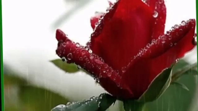 Yeni Türkü - Yağmurun Elleri