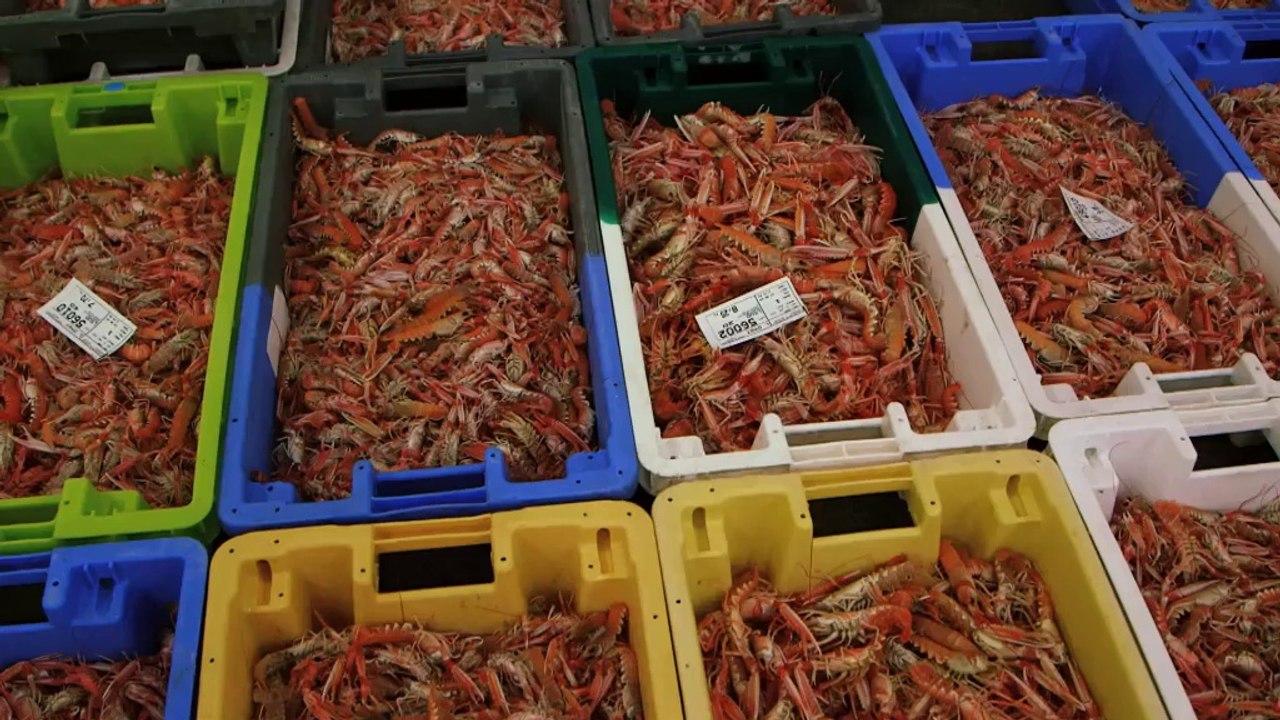 L’Européen d’à côté : Mise en place d'une installation automatisée de glace écaille en Bre