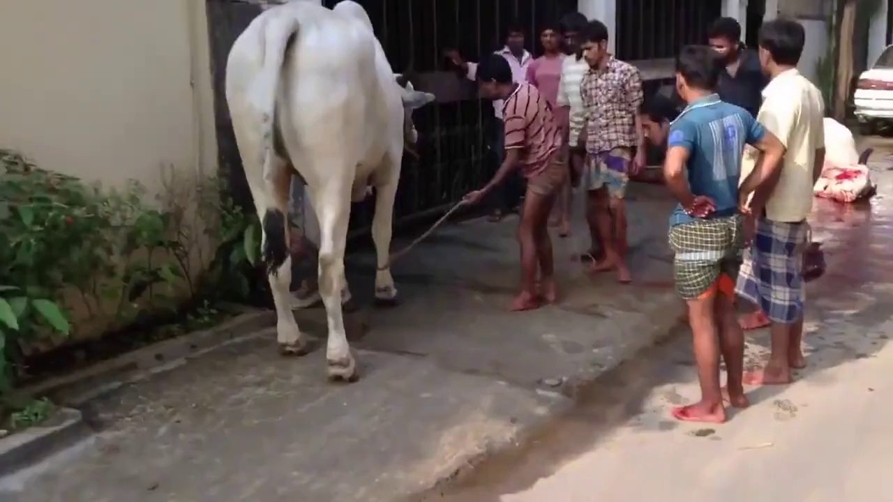 funny cow
