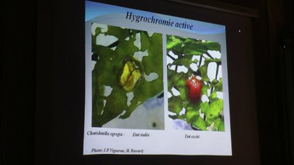 Les Structures Photoniques Naturelles - Bio-mimétisme et Bio-inspiration (1/2)