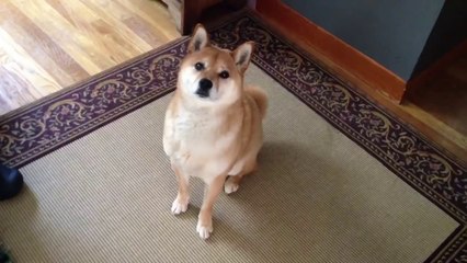 Shiba Inu tells owner "let's go for a walk!"