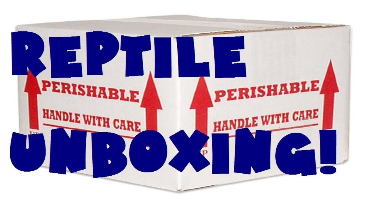 Reptile Unboxing!