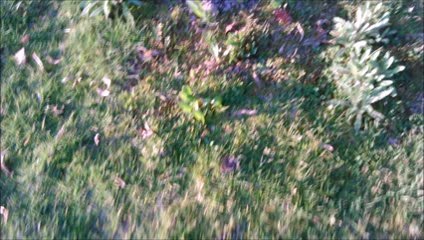 Daho , le condamné à mort etc.