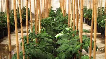 L'Européen d'à côté : Une pomme de terre nouvelle génération en Limousin