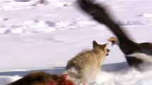 Yellowstone - BBC TWO Television Trailer (HD 720p)