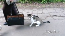 The cat first time outside / Кот первый раз на прогулке. Так не страшно.