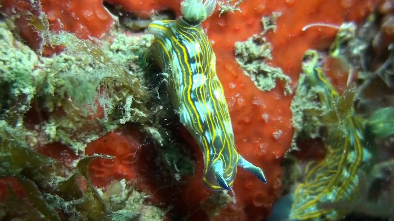 Plongées Autour de BRESCOU 2014 MKP