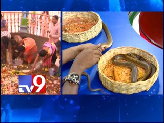 Naga Panchami amounts to ill treatment of snakes?