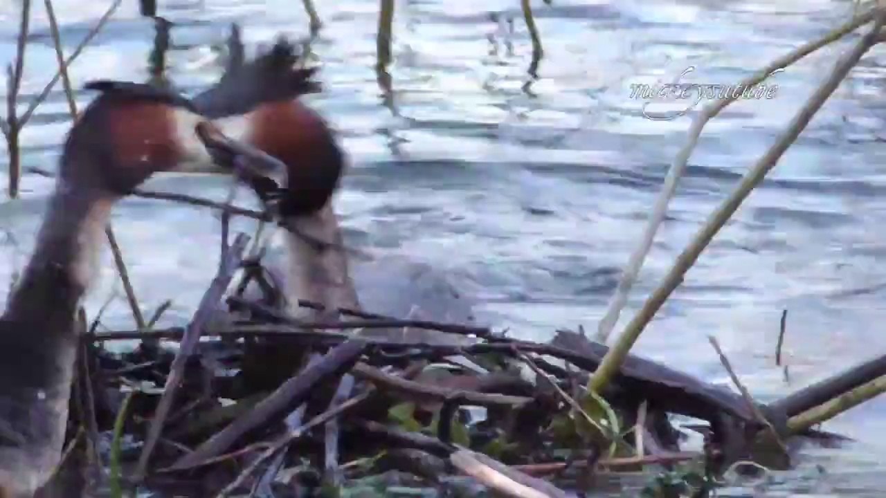 Great Crested Grebe Nest Building