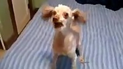 Dog Malfunction - Jazz Version