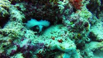 Scuba Diving Sipadan