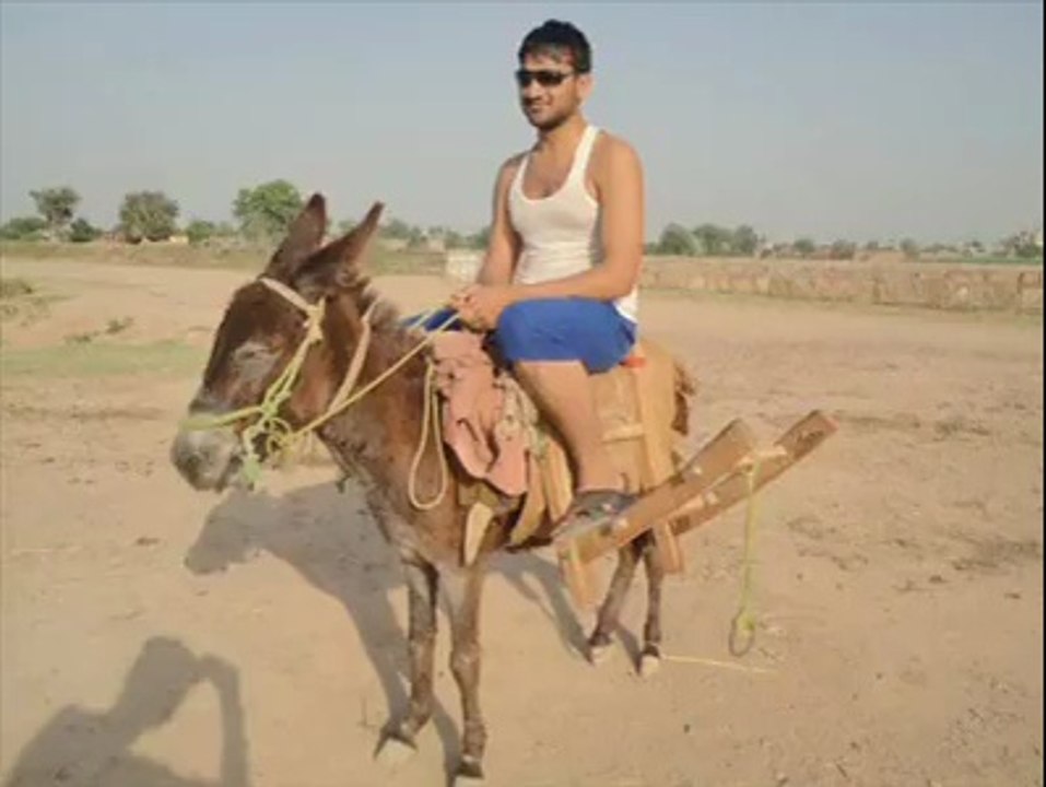Donkey-001