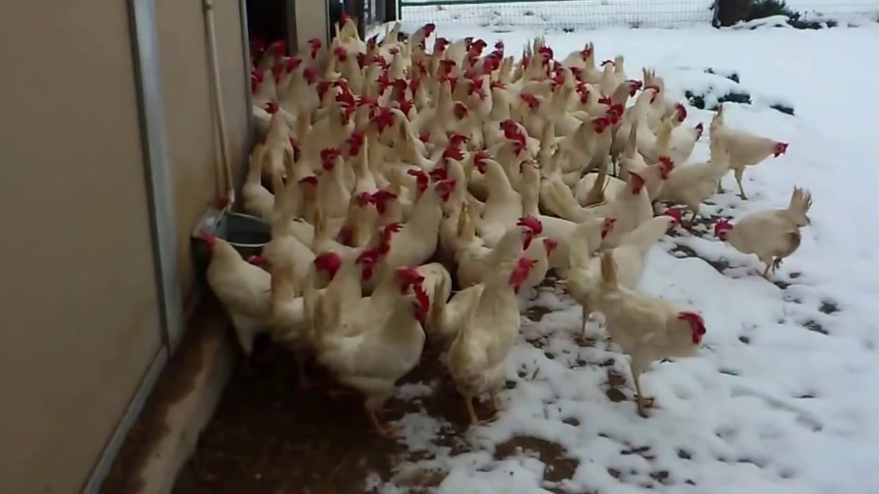 Poules sauvés voient de la neige pour la première fois