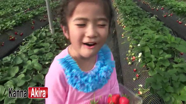Kan & AKi 2014 イチゴがり♥ Strawberry Picking with Kan & Aki 2014