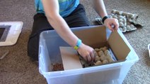 Unboxing 500 Superworms + Feeding