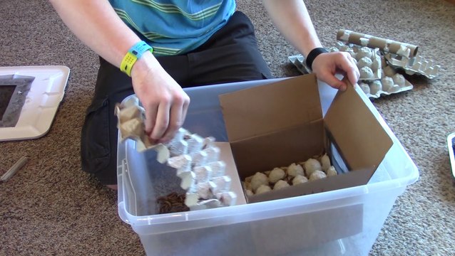 Unboxing 500 Superworms + Feeding