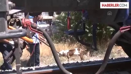 Köpeğini kurtarmaya çalışan kişi trenin çarpmasıyla yaralandı -