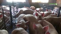 Undercover dans les élevages de porcs en Espagne